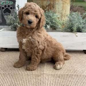 Ruby, Goldendoodle Puppy