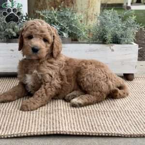 Ruby, Goldendoodle Puppy