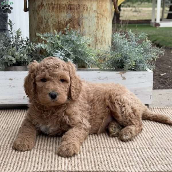 Romeo, Goldendoodle Puppy