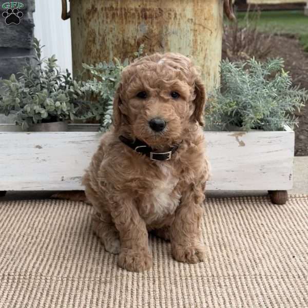 River, Goldendoodle Puppy