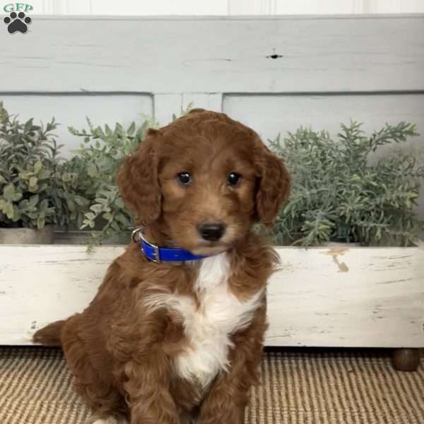 Tyson, Goldendoodle Puppy