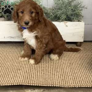 Tyson, Goldendoodle Puppy