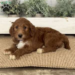 Tyson, Goldendoodle Puppy