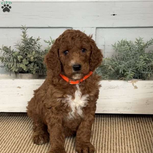 Tessa, Goldendoodle Puppy