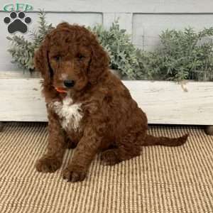 Tessa, Goldendoodle Puppy