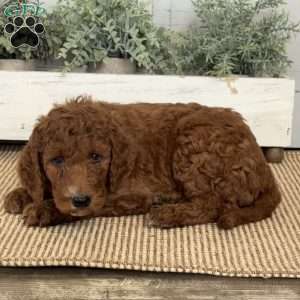 Tessa, Goldendoodle Puppy