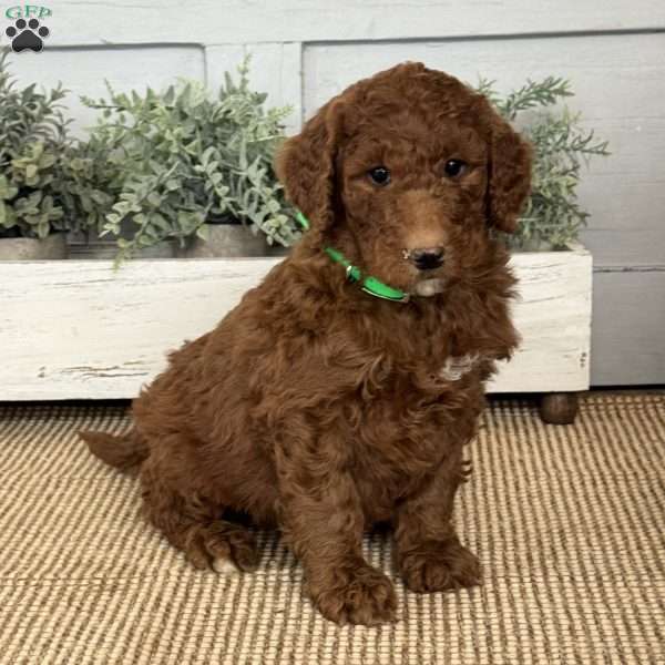 Turbo, Goldendoodle Puppy