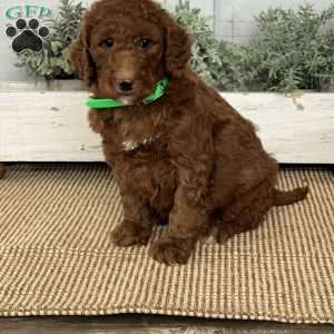 Turbo, Goldendoodle Puppy