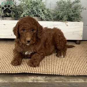 Turbo, Goldendoodle Puppy