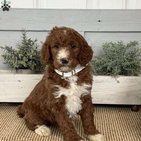 Twinkle, Goldendoodle Puppy