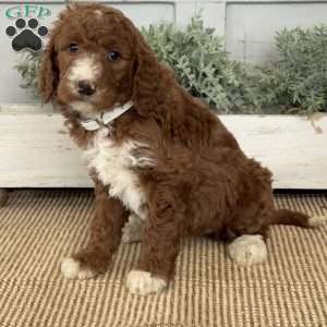 Twinkle, Goldendoodle Puppy