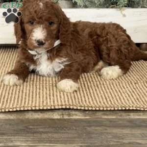 Twinkle, Goldendoodle Puppy
