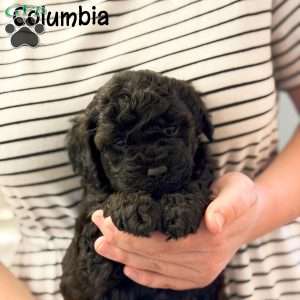 Columbia, Mini Goldendoodle Puppy
