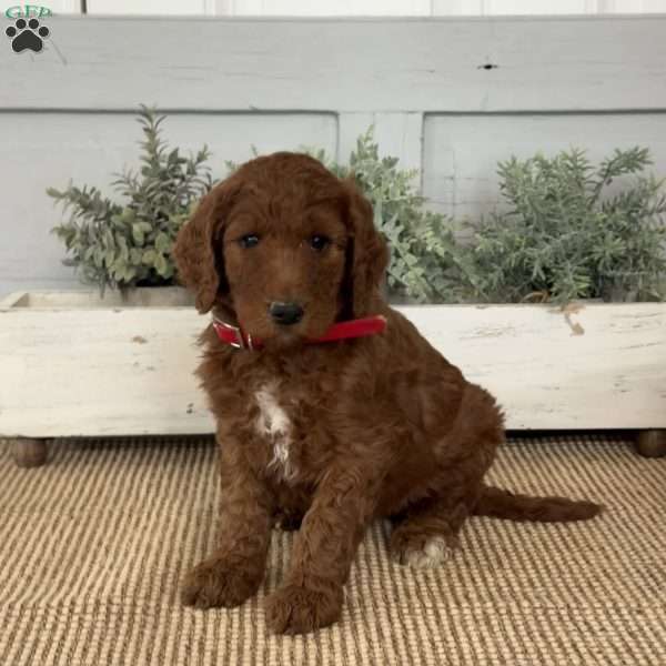 Tulip, Goldendoodle Puppy