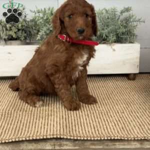 Tulip, Goldendoodle Puppy