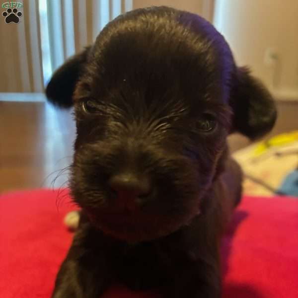 Ace, Miniature Schnauzer Puppy