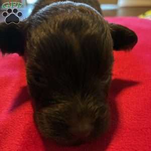 Ace, Miniature Schnauzer Puppy