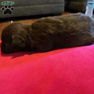 Ace, Miniature Schnauzer Puppy