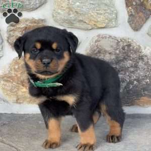 Blaze, Rottweiler Puppy