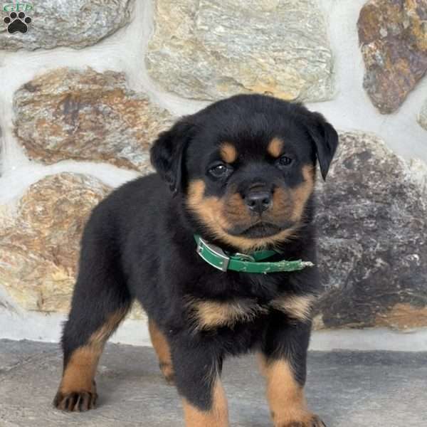 Blaze, Rottweiler Puppy