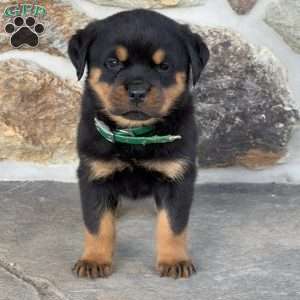 Blaze, Rottweiler Puppy