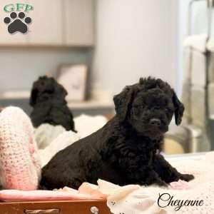 Cheyenne, Mini Goldendoodle Puppy