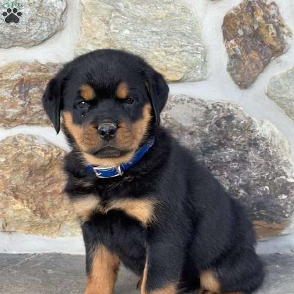 Buster, Rottweiler Puppy