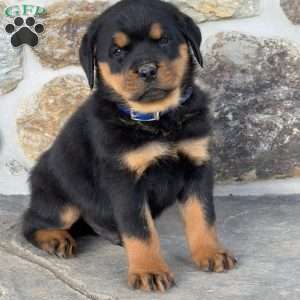 Buster, Rottweiler Puppy