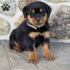 Bear, Rottweiler Puppy