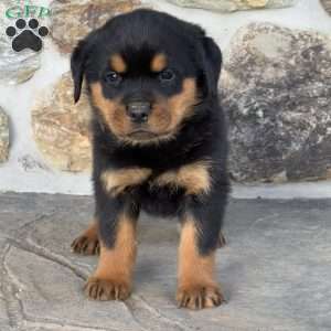 Bear, Rottweiler Puppy