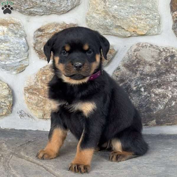 Bella, Rottweiler Puppy