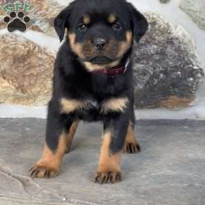 Bella, Rottweiler Puppy