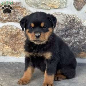 Bruno, Rottweiler Puppy