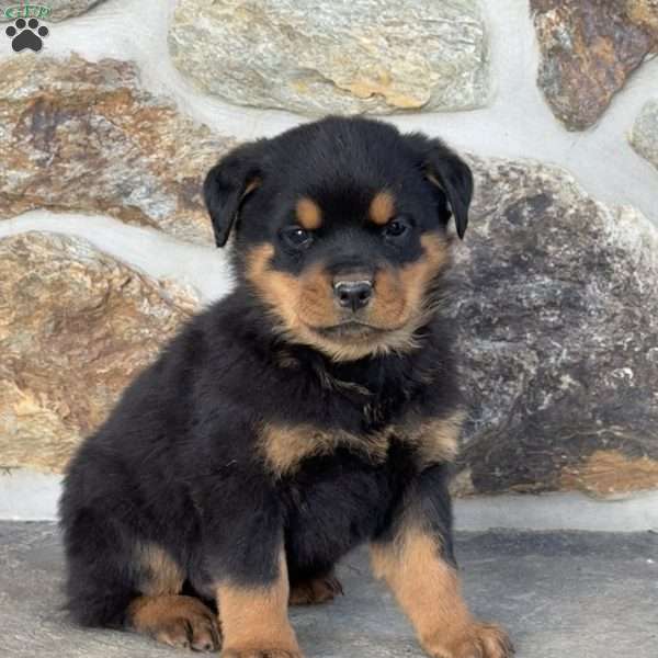 Bruno, Rottweiler Puppy