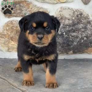 Bruno, Rottweiler Puppy
