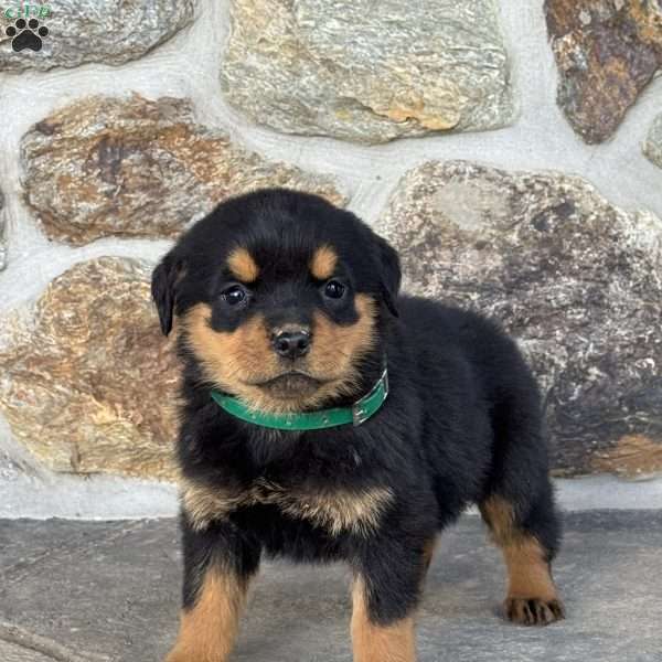 Birdie, Rottweiler Puppy