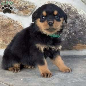 Birdie, Rottweiler Puppy