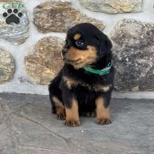 Birdie, Rottweiler Puppy