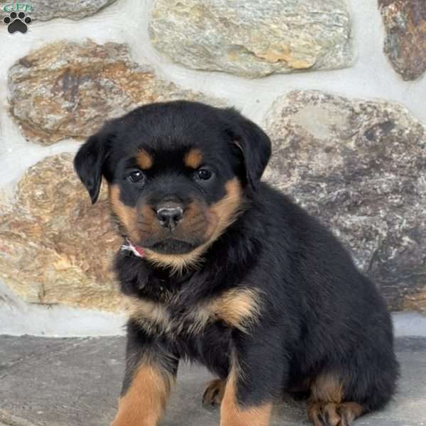 Baby, Rottweiler Puppy