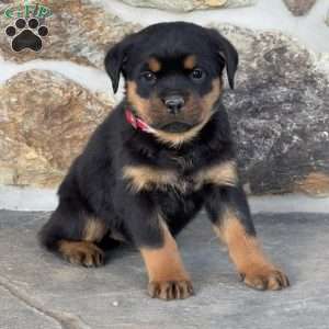Baby, Rottweiler Puppy
