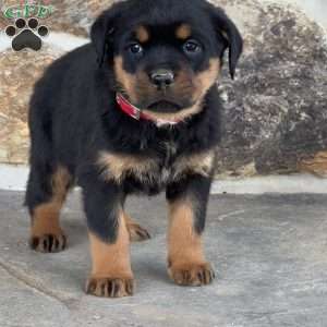 Baby, Rottweiler Puppy