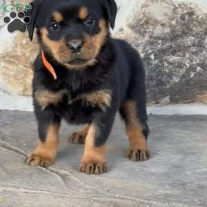 Bubbles, Rottweiler Puppy