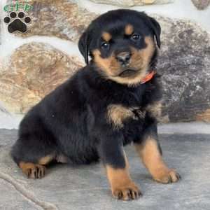 Bubbles, Rottweiler Puppy