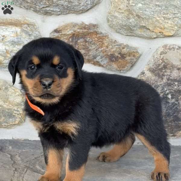 Bubbles, Rottweiler Puppy