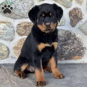 Hope, Rottweiler Puppy