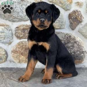 Hope, Rottweiler Puppy