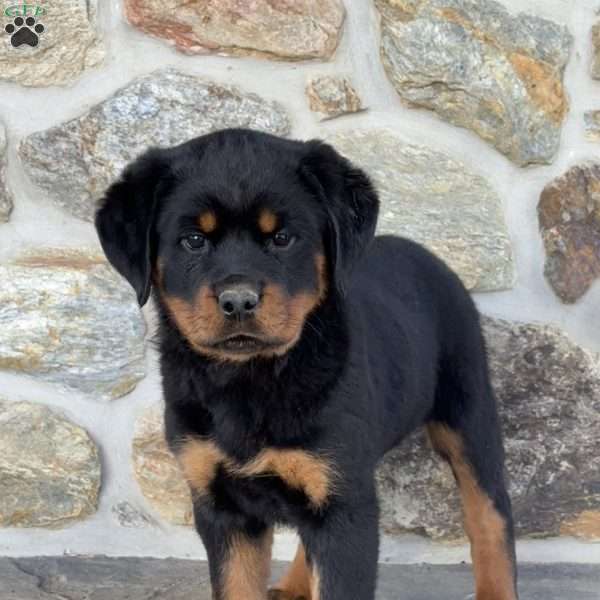 Hope, Rottweiler Puppy