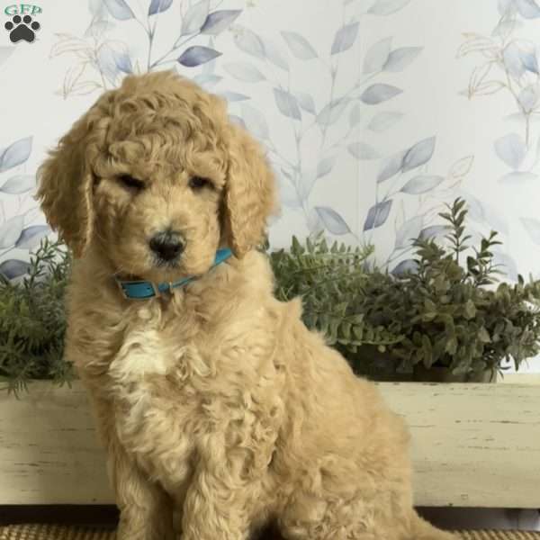 Lance, Goldendoodle Puppy