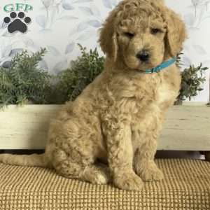 Lance, Goldendoodle Puppy