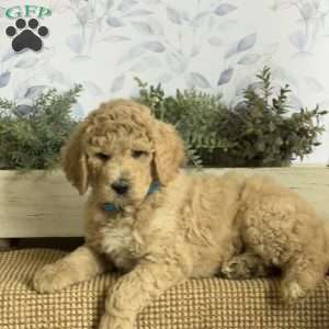 Lance, Goldendoodle Puppy